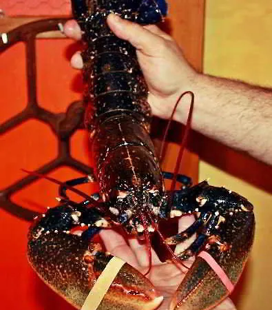 호텔 San Emeterio Isla Plana