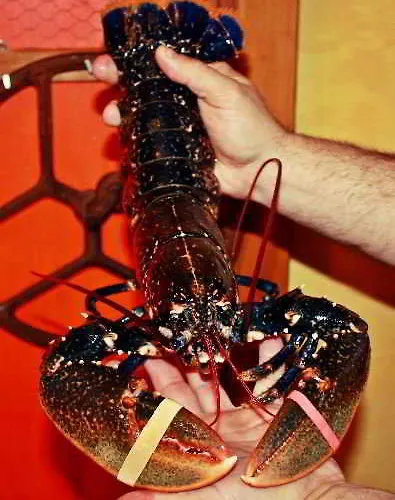 Hotell San Emeterio Isla Plana